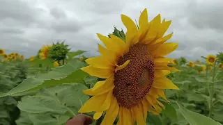 Огляд 🌻 Старк, Бомонд,Альдазор,Саксон,Інтерстелар. З фунгіцидом+Долина і без.