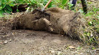 EVERYONE thought we were CRAZY to mowing overgrown LAWN and CLEANING this 200Year ABANDONED HOUSE!