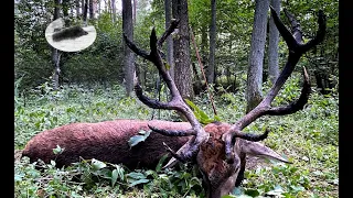 Red stag hunting during the rut time 2021 #2