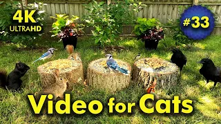 4K TV For Cats | Dogwood Days of Summer | Bird and Squirrel Watching | Video 33