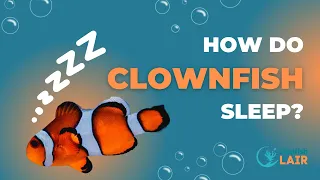 Do Clownfish Sleep and How?