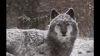 野生のオオカミたちが遠吠えで共鳴