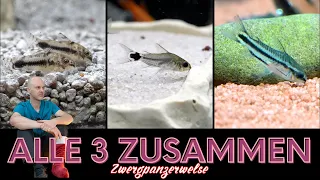 Quirlige Zwergpanzerwelse | Corydoras pygmeus C. hastatus & C. habrosus | Türchen 22