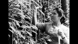Би-Би-Си. Сбор урожая спагетти в Тичино. 1957