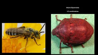 Insect size comparison