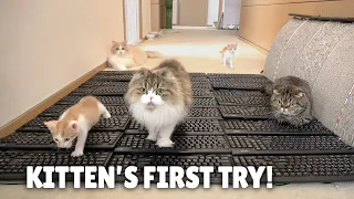 Kitten’s First Try! Keyboard Carpet Challenge! | Kittisaurus