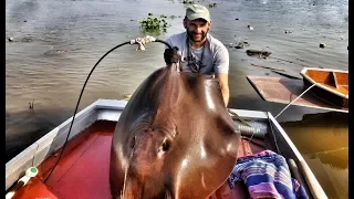 Big Stingray in a Thailand River - HD by Catfish World