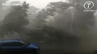 Новое видео буйства стихии Туле: ветер валит деревья с устрашающей легкостью