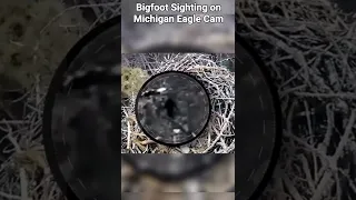 Bigfoot sighting on Michigan eagle cam