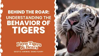 Behind the Roar: Understanding the Behavior of Tigers | Lions Tigers & Bears Animal Sanctuary