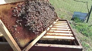 Pčelarstvo 28.03.24.Pregled dvije košnice proširenje legla i stanje zaliha meda.