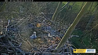 🦅Bluff City!🐥🐣No feeding today for BC24 & BC25!  Franklin searches for scraps. Mar 14 2024
