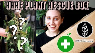 can I save these rare plants? 🌿 The Rare Plant Shop Rescue Box Haul