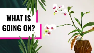 Orchid Rescue Gone HORRIBLY Right?! Weird Things Orchids Do - Terminal Flower Spike (Part 1/2)