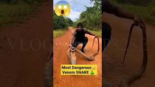 Venomous Snake Most Dangerous 🐍🐍 #snake #venom #dangerous #shorts