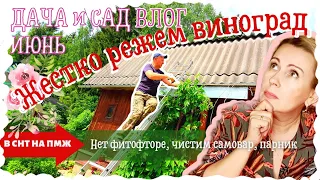 ВЛОГ | ЖЕСТКАЯ ОБРЕЗКА | НАЧИСТИЛ ДО БЛЕСКА | НЕТ ФИТОФТОРЕ