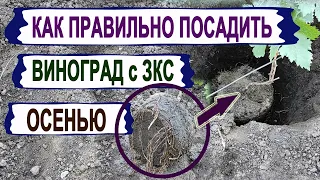 🍇 Как ПРАВИЛЬНО и когда ПОСАДИТЬ осенью САЖЕНЕЦ ВИНОГРАДА с ЗКС. Несколько тонкостей посадки.