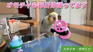 【オモチャも毎日体張ってます】#オカメインコ