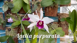 蘭蘭自雨，名字好可愛的原生種蕾麗亞蘭Laelia purpurata