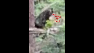 Michigan Bigfoot Captured on Video near Cave & Waterfall