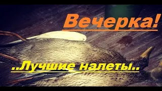 Охота на уток 2018! Вечерний налет!