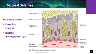 NUR51303 CH06 Immune System and Leukocyte Function