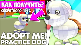 🤯КАК ПОЛУЧИТЬ НОВОГО СЕКРЕТНОГО ПЕТА Practikal dog!😱НОВОЕ ОБНОВЛЕНИЕ! #adoptme #news