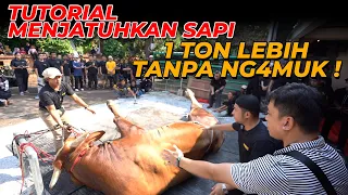 INI DIA CARA MERUBUHKAN SAPI 1 TON UP TANPA NG4MUK ! Wariso x Golden