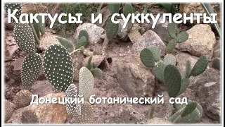 Кактусы и суккуленты  в ботаническом саду Донецк