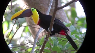 Yellow-throated Toucan (Ramphastos ambiguus)