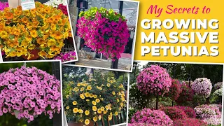 My Secrets to Growing Massive Petunias