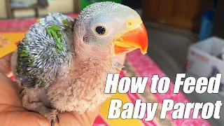 How to Feed Baby Parrot in Hindi || Tutu talking Parrots || Tutu's Vlog #41