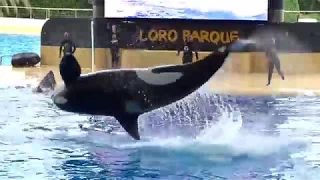 Orca Show im Loro Parque auf Teneriffa