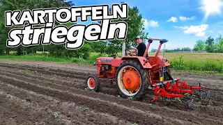 Kartoffel striegeln mit OPA! | Neues Werkzeug im Einsatz! | Mc Cormick D430 | Mr. Moto