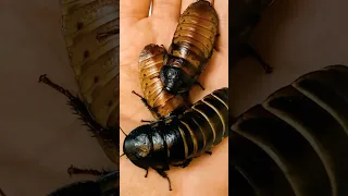 Как меня выселили тараканы 😩 мадагаскарские тараканы #shorts #short  #cockroach #тараканы #насекомые