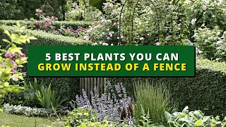 5 Best Plants You Can Grow Instead Of A Fence - Garden Privacy 🏡