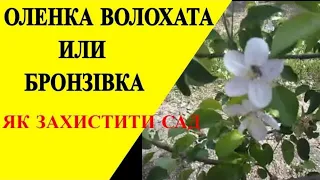 Оленка Волохата. Боротьба зі шкідниками саду