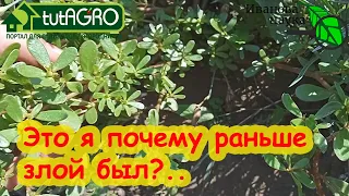 НЕ ВЫПАЛЫВАЙТЕ ЭТОТ СОРНЯК! Он увеличит урожайность томатов, капусты и многих других растений!