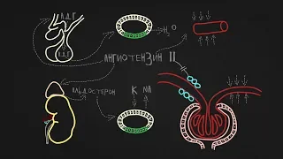 Ренин-ангиотензин-альдостероновая система