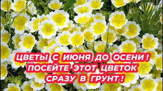 Цветы с июня до морозов без ухода! Посейте этот цветок сразу в грунт и любуйтесь цветением все лето!