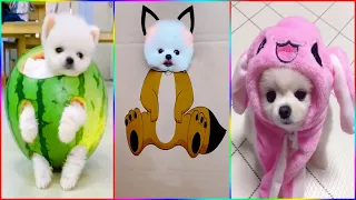 Funny and Cute Dog Pomeranian 😍🐶| Funny Puppy Videos #291