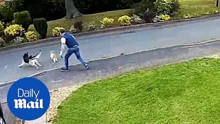 Fearless cat chases huge German Shepherd down the street