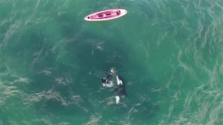 Orca and Kayaker Encounter Caught on Drone Video