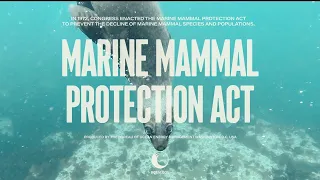 Celebrating the 50th anniversary of the Marine Mammal Protection Act