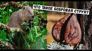 ✔ЧТО ТАКОЕ БОБРОВАЯ СТРУЯ? И ДЛЯ ЧЕГО ЕЁ ПРИМЕНЯЮТ? #Охотанабобра #Бобр #Охота #Охотанабобраосенью