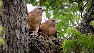 Hawk Nest Watching, Sony A1/Sony Alpha1, 4k