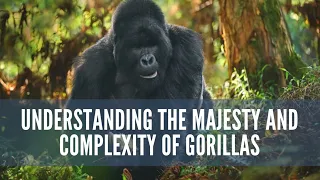 understanding The Majesty and Complexity of gorillas #animals #animalfacts #gorilla #gorillatag