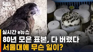 80년 모은 표본, 다 버렸다…서울대 연구실서 무슨 일이 / SBS / 실시간 e뉴스