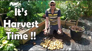 Harvesting Outdoor Container Potatoes, Peas, Beans & Cauliflower