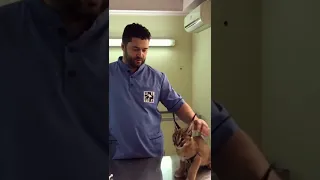 Caracal Hisses at Vet While Being Vaccinated